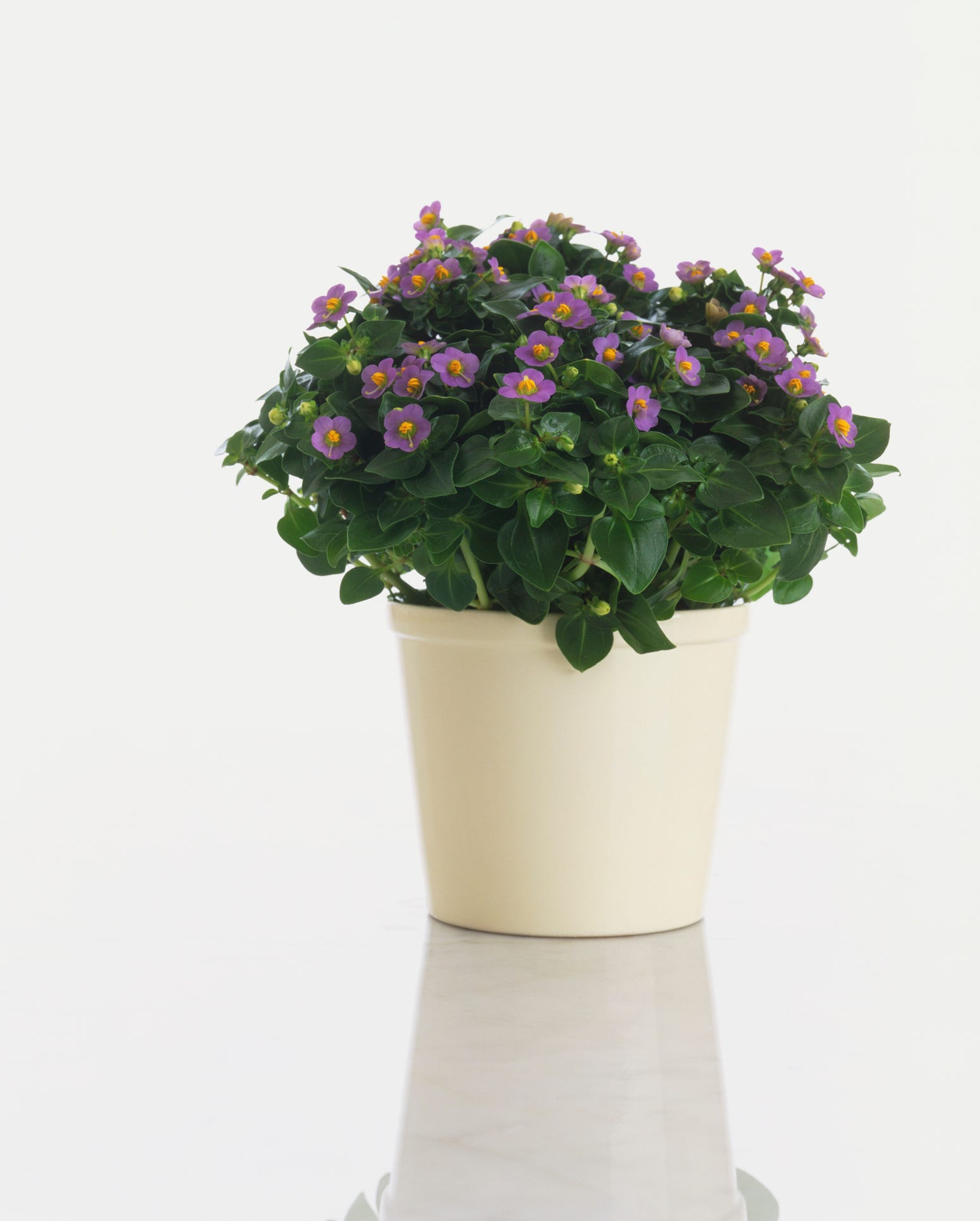 petunia giftig